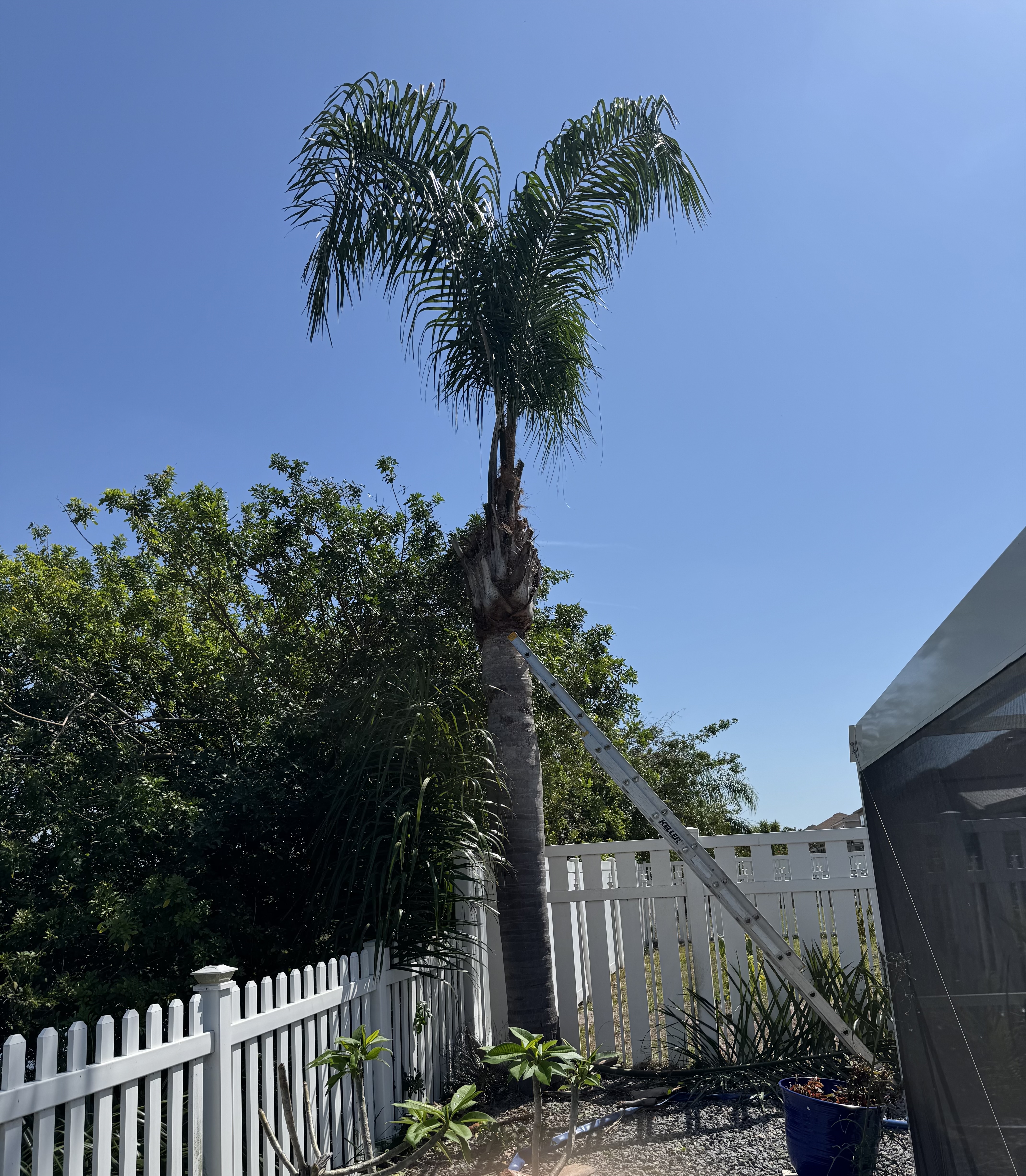 Tree and shrub care